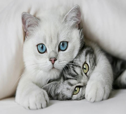 Nankör olarak bilinmesine rağmen insanların en sevdiği dostları arasında yer alan kedilerin en şirin bu halleri çok hoşunuza gidecek. İşte kedilerin en şirin halleri...