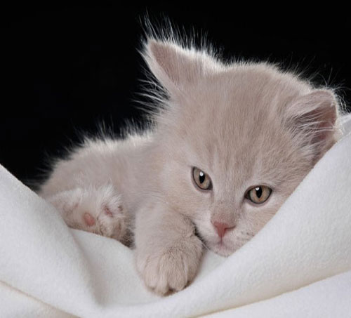 Nankör olarak bilinmesine rağmen insanların en sevdiği dostları arasında yer alan kedilerin en şirin bu halleri çok hoşunuza gidecek. İşte kedilerin en şirin halleri...