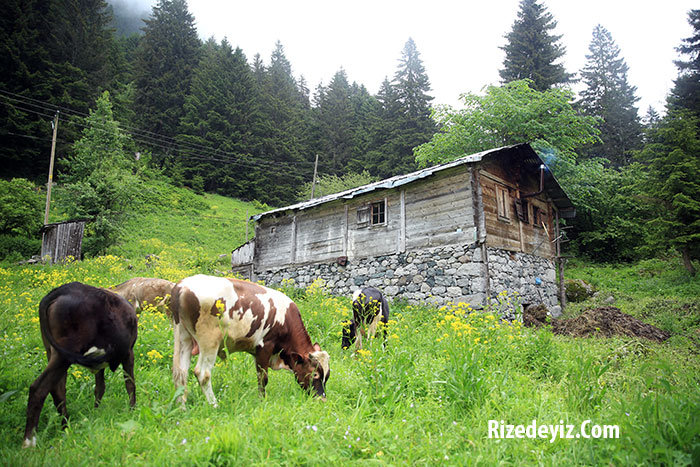Serinlik yüzünüze vururken bol oksijen ve iç açan manzaralarıyla sıkıntılar aklınıza bile gelmeyecektir çat yaylasında