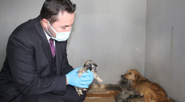 Donmak Üzereyken Bulunan Köpek ve 8 Yavrusuna Belediye Sahip Çıktı