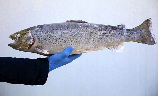 Rize, Karadeniz Somonu İhracatını Yüzde 55 Artırdı