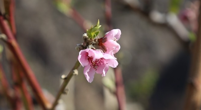 Artvin’de Baharın Habercisi Çiçekler Erken Açtı