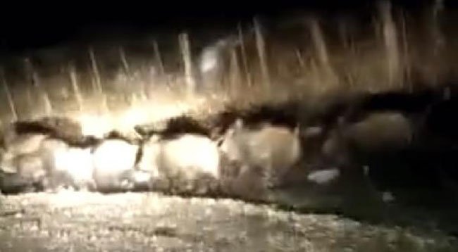 Bartın'da Aç Kalan Domuz Sürüsü Köye İndi