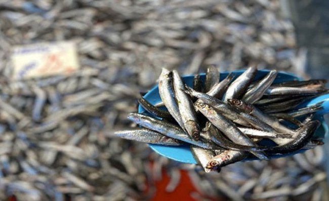 Karadeniz'de Hamsi Avına Getirilen Yasak Sona Eriyor