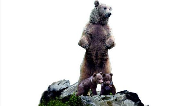 Bolu'ya 10 Metrelik Bozayı Heykeli Yapılacak