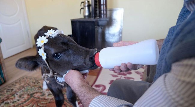 Erken Doğan Buzağılarını 'Hasta Olmasın' Diye Eve Aldılar
