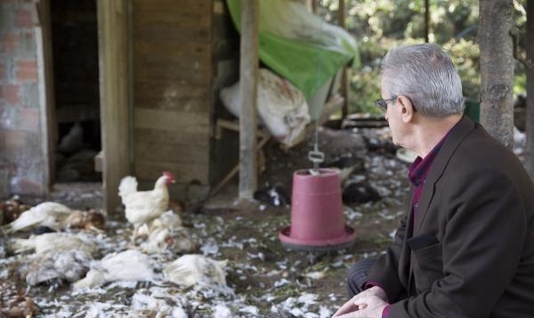 Kümese giren sokak köpekleri 80 tavuğu parçaladı