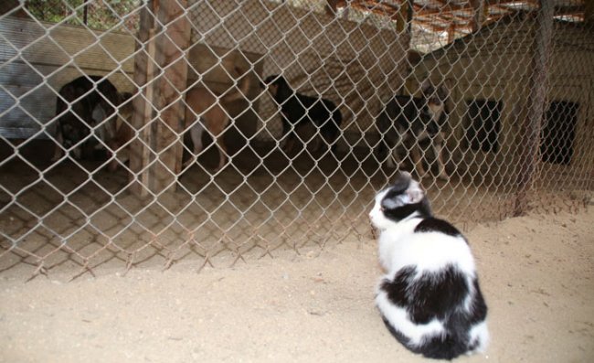 İkizdere'de Evcil Hayvan Satışı Yasaklandı
