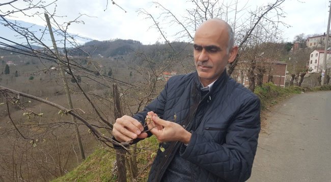 Hava Sıcaklıkları Fındığı Olumsuz Etkiledi