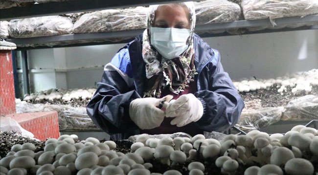 Nazire Teyze 65 Yaşında Mantar Yetiştiricisi Oldu