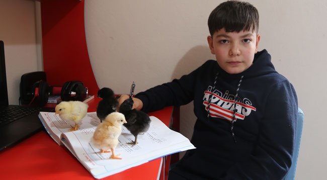 11 Yaşındaki Yusuf Kendi Yaptığı Kuluçkayla Civciv Üretiyor