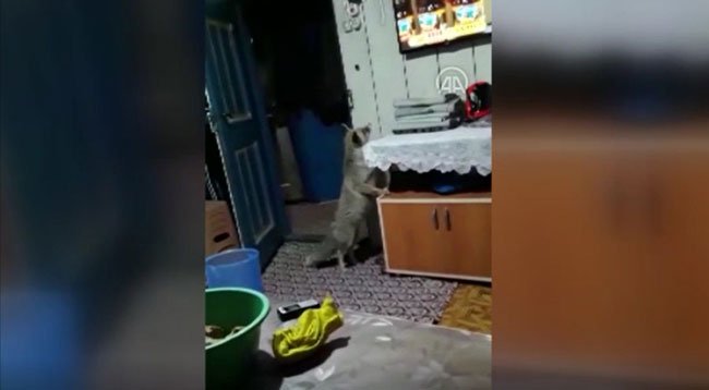 Aç Kalıp Evlere Giren Tilkiyi Elleriyle Beslediler