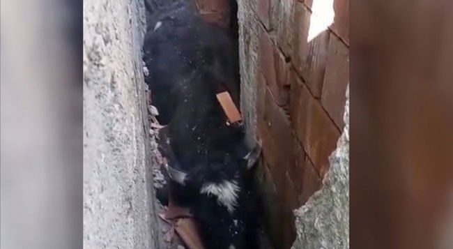 Köpekten Kaçarken Duvara Sıkışan İnek Kurtarıldı