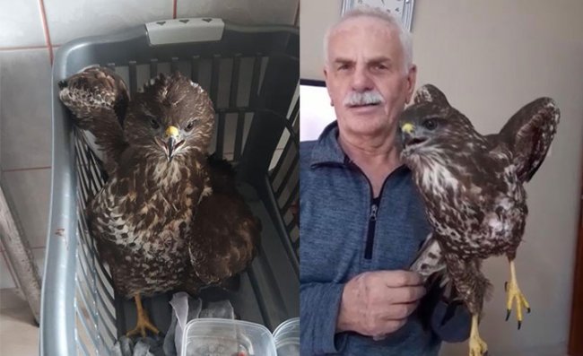 Yaralı 'Kızıl Şahin' Besledikten Sonra DKMP’ye Teslim Etti