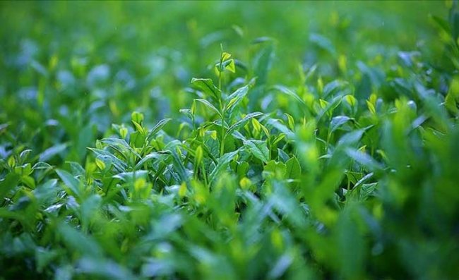 Türk Çayı İhracatı İki Ayda 3,1 Milyon Dolar Kazandırdı