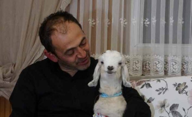 Kendisine Hediye Edilen Oğlağa Evladı Gibi Bakıyor