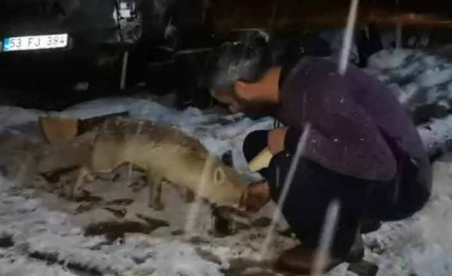 Her Gece Evine Gelen Tilkiyi Peynirle Besliyor