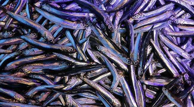 Hamsi İhracatı 2021'in İlk Çeyreğinde 2,9 Milyon Dolar Kazandırdı