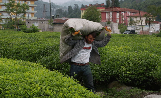 Yaş Çay Sezonunun Bayramdan Önce Başlaması Bekleniyor