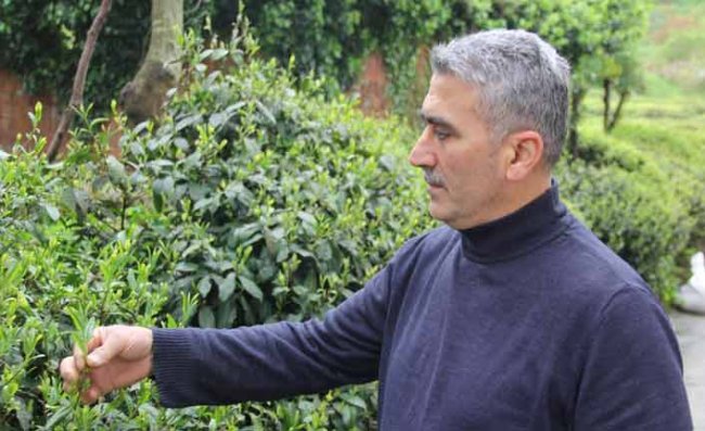 Çay Üreticilerine Tam Kapanma Olmadan Çağrı Yapıldı