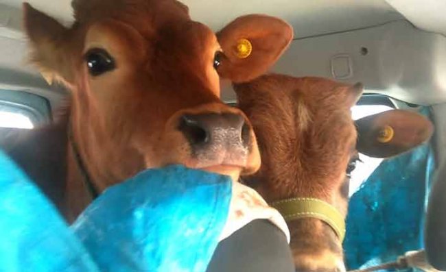 2 Düveyi Aracının Arka Koltuğunda Yaylaya Götürdü