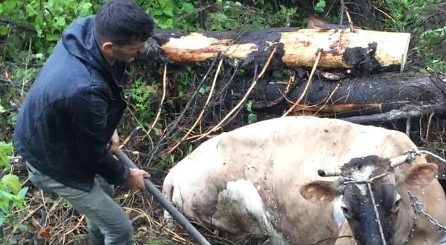 Uçuruma Düşen İneği Kurtarmak İçin Seferber Oldular