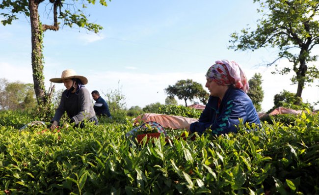 Çay Sektörü Açıklanan Taban Fiyatını Değerlendirdi