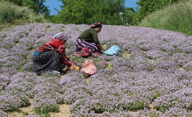 Antimikrobiyal İçeren 'Yayla Kekiği' Üretimi Artırılıyor