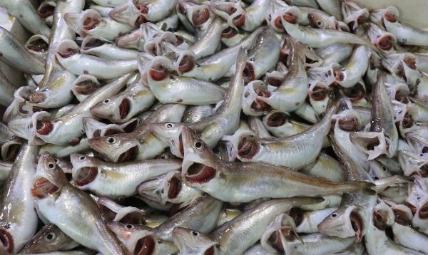 Hamsinin yerini mezgit ve barbun aldı