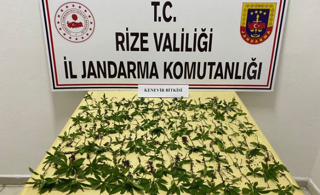 Rize'de 160 Kök Hint Keneviri Ele Geçirildi