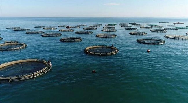 Doğu Karadeniz'de Yılın İlk 5 Ayında Su Ürünleri İhracatı Arttı