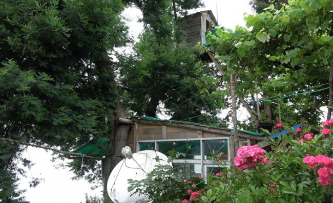 Düştüğü Ağaca Ev Yaptı