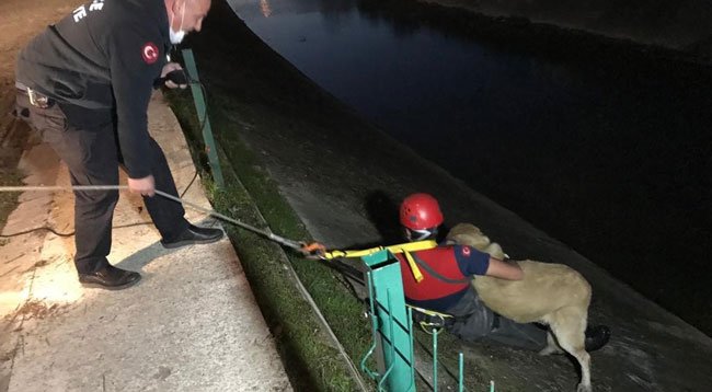 Dere Islahında 'Hayvanlar' Göz Önünde Tutulmalı