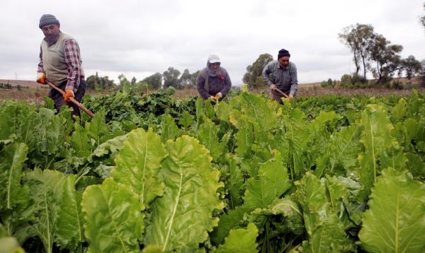 Tokat'ta şeker pancarından 500 milyon liralık katkı beklentisi