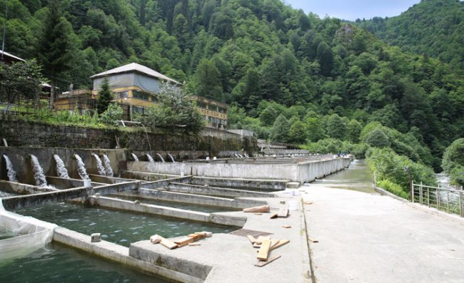 Çamlıhemşin’de Üretiliyor Dünyaya Satılıyor