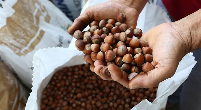 TMO'nun fındık alımları devam ediyor