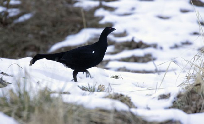 Kuş Gözlemcileri 'Dağ Horozu' İçin Doğu Karadeniz'e Geliyor