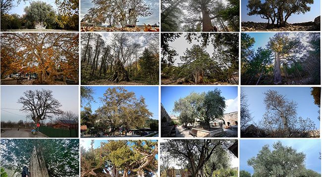 Türkiye'nin anıt ağaçları zamana meydan okuyor