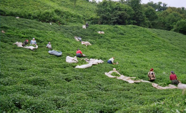 Çayda gelir vergisi kesintileri nasıl iade talep edilir?