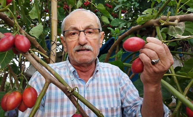 Güney Amerikalı Tamarillo, Rize’yi sevdi
