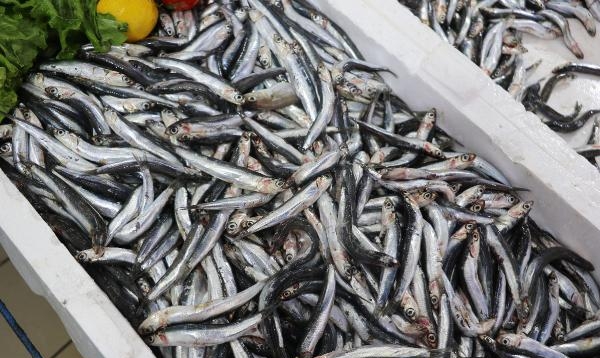 Hamsi azaldı, ‘çaça’ avı başladı