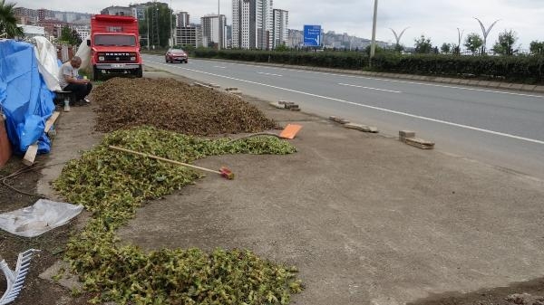 Karadeniz Sahil Yolu'na fındık seren üreticiler, güneşi bekliyor