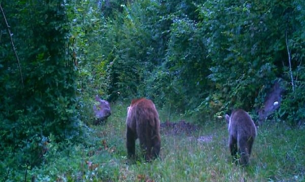Milli parktaki yaban hayatı, fotokapanla izleniyor