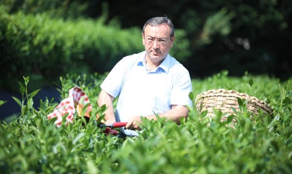 Çaykur’dan yaş çay alımında yeni rekor