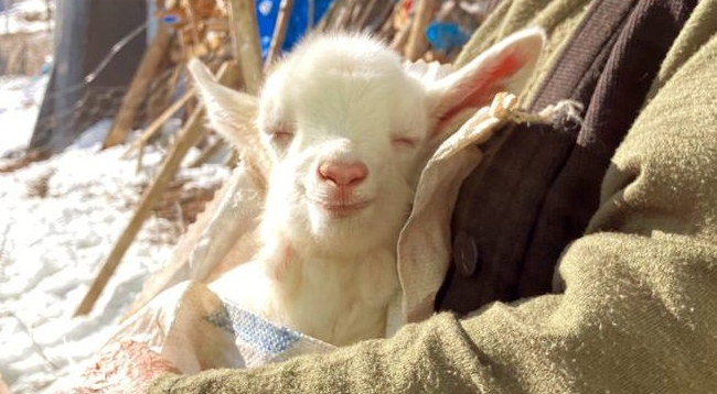 Yavru Keçinin Güneşle Tanıştığı An