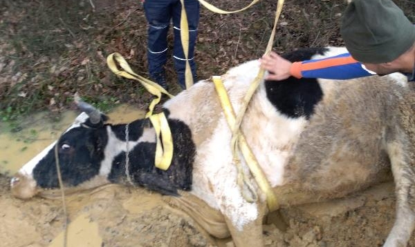 Bartın'da çamura saplanan ineği AFAD kurtardı