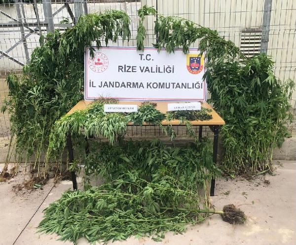 Rize’de Jandarma Operasyonunda, Çok Sayıda Uyuşturucu ve Silah Yakalandı