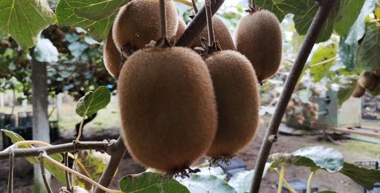 Coğrafi işaretli Ordu kivisinden 70 milyon TL gelir