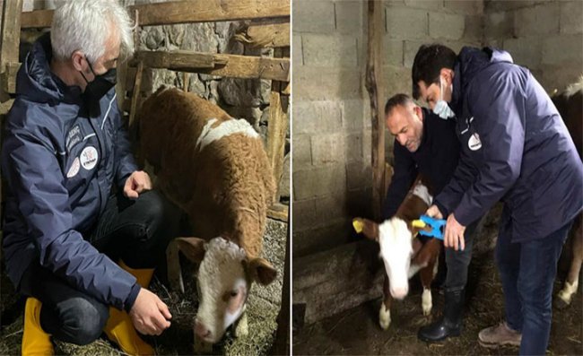 Rize'de Suni Tohumlama Projesi Devam Ediyor