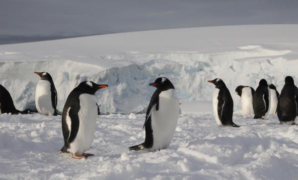 Mikroplastik kirliliği Antarktika'ya kadar ulaştı